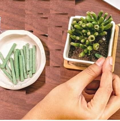 Growstix™️- (Pack of 50 Sticks)