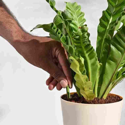 Growstix™️- (Pack of 50 Sticks)